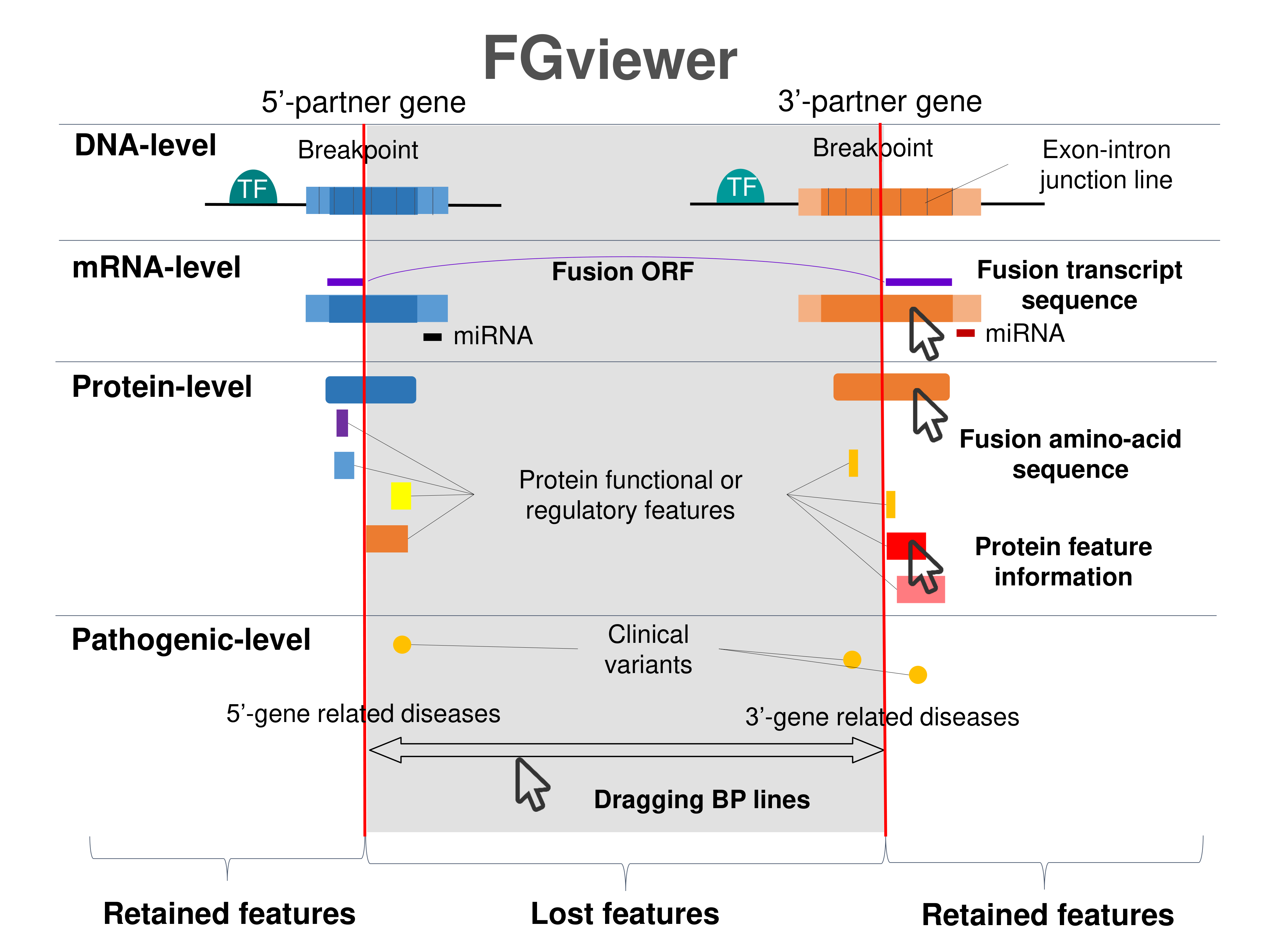 FGviewer